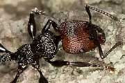 Muscleman Tree Ant (Podomyrma odae) (Podomyrma odae)